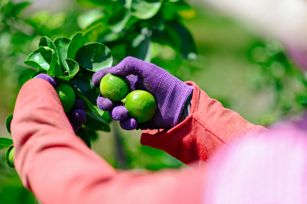 harvest seedless lime by hand