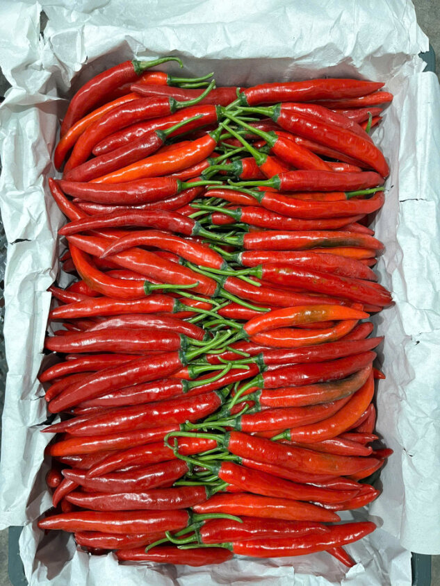 Fresh red chili peppers for Malaysia 
