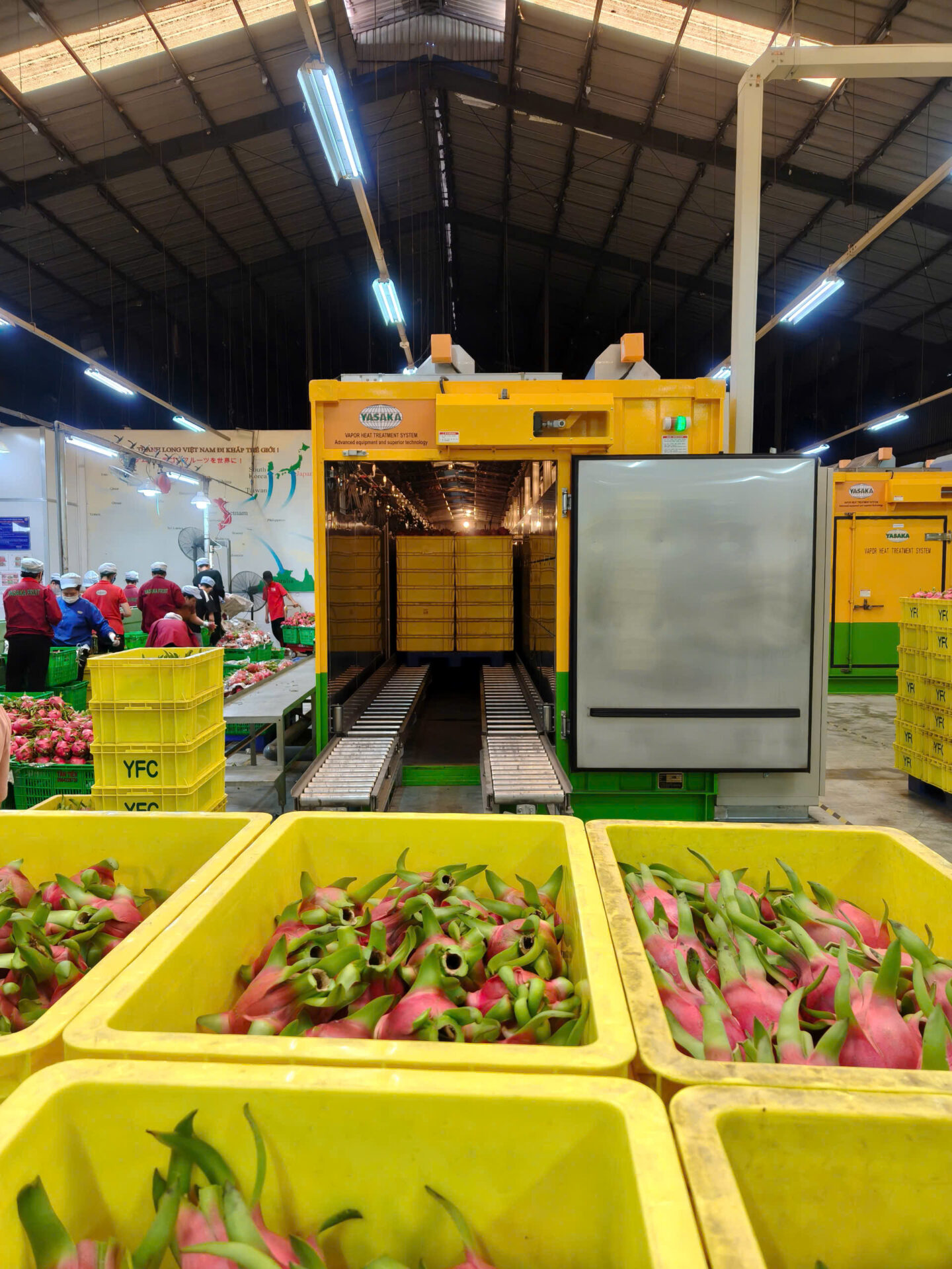 dragon fruit Cold Storage, Freezing Technology