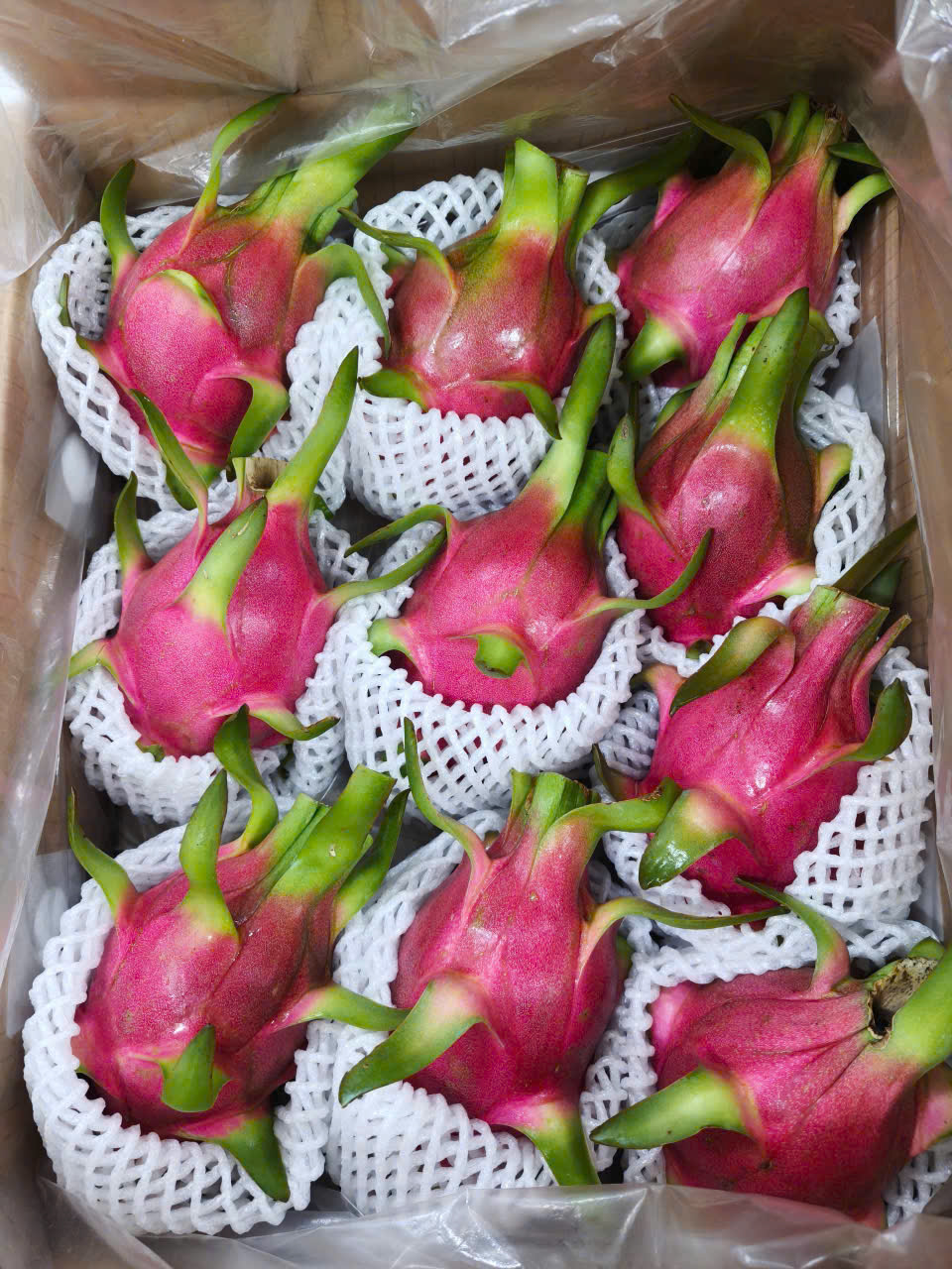 Dragon fruit Packing