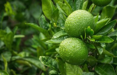 Top 14 Benefits of Seedless Lime in Health, Beauty and Cuisine