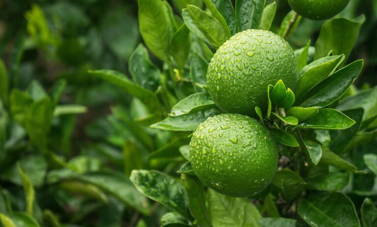 Top 14 Benefits of Seedless Lime in Health, Beauty and Cuisine