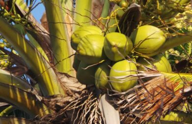 benefits of coconut for health