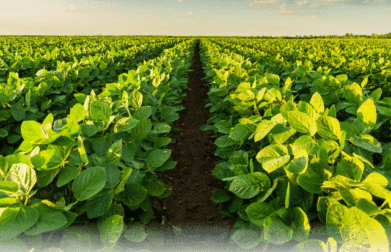 Vietnam agriculture export company