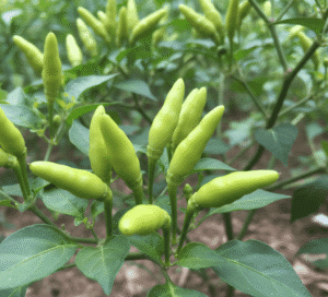 Green Siam chili (Ớt xiêm xanh) – a small, green chili pepper from Vietnam, famous for its intense heat and strong aroma.
