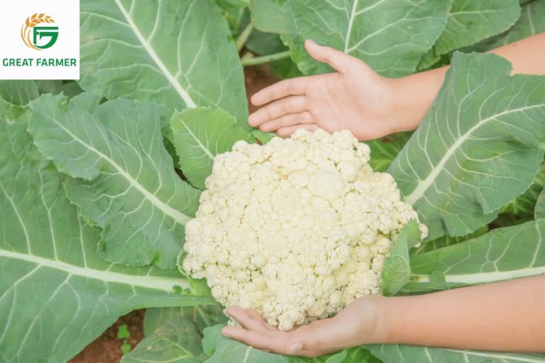 Fresh Vietnamese cauliflower – safe and high-quality export vegetable for global importers