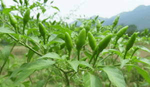 Ha Giang wind chili (Ớt gió Hà Giang) – a rare chili from Vietnam’s northern highlands, known for its strong aroma and lasting spiciness.