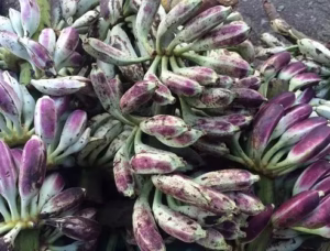 Fresh Vietnamese hot bananas, small, used in traditional medicine