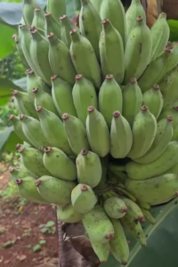Ripe Vietnamese saba bananas, nutritious and fresh tropical fruit