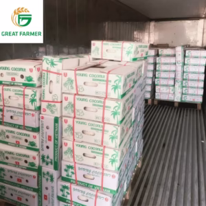  Fresh Coconut Diamond Cut boxes packed for export, stacked inside a refrigerated container (reefer).