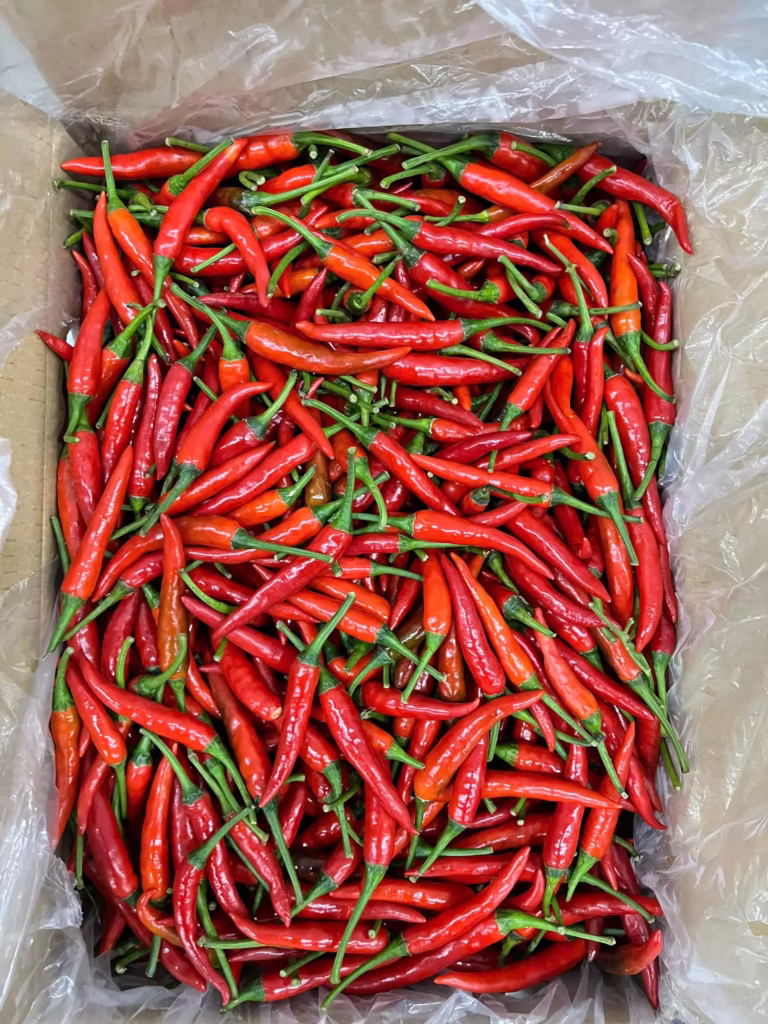 Fresh Vietnamese Red Chili peppers – a superfood rich in Vitamin C, capsaicin, and antioxidants.