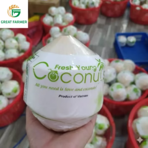 Fresh Coconut Diamond Cut – Premium Green Siam Coconut for Export by Great Farmer