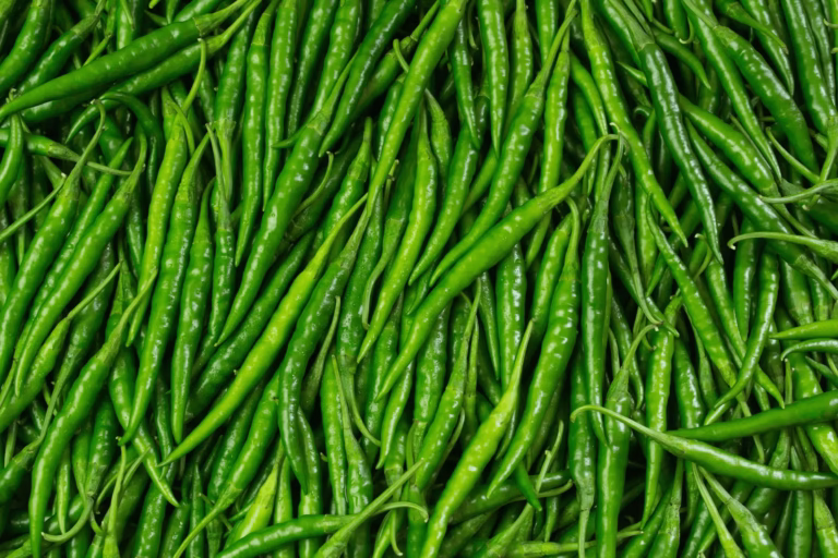 Fresh Vietnamese Green Chili – High-Quality Export