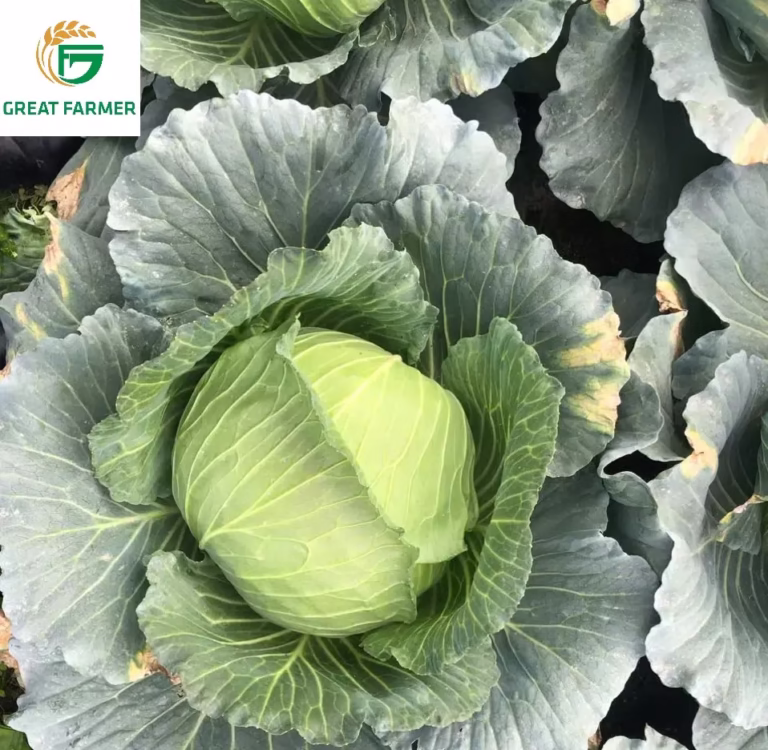 Fresh Vietnamese cabbages from Great Farmer – your trusted export vegetable supplier.