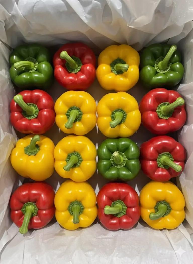 Fresh Vietnamese Capsicum – Red, Yellow, and Green Bell Peppers from Great Farmer, reliable supply for international businesses.