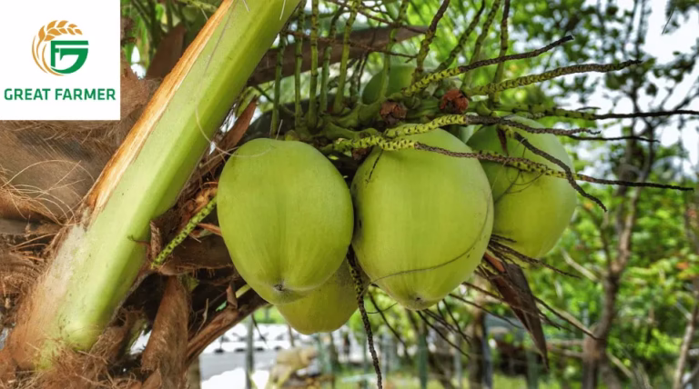Fresh Vietnamese coconuts on tree – symbol of Vietnam’s traditional agriculture and growing global export trend.