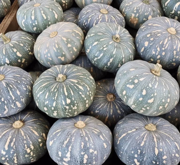 Fresh Japanese pumpkins (Kabocha) stacked for export – high-quality, uniform size, green skin, premium grade.