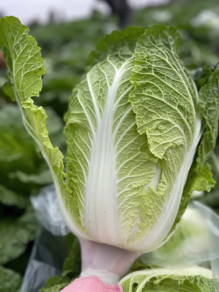 Fresh Napa Cabbage head grown in Vietnam, ready for export and global food supply chains.