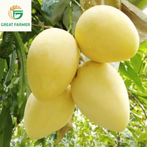 Fresh Cat Chu Green Mango from Vietnam – Crisp Texture, Natural Sweetness, High Quality.