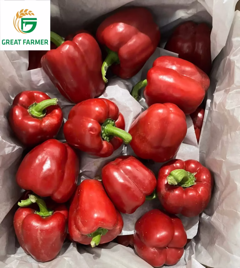Fresh red bell peppers – a nutrient-rich vegetable with high export value
