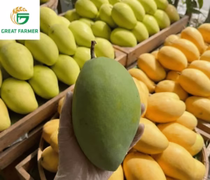 Vietnamese Cat Hoa Loc Mango with golden ripeness, sweet aroma, smooth peel, and premium export quality.