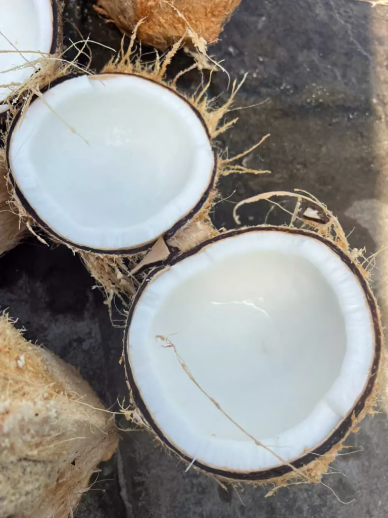 Mature coconuts with thick white meat, suitable for export and industrial processing