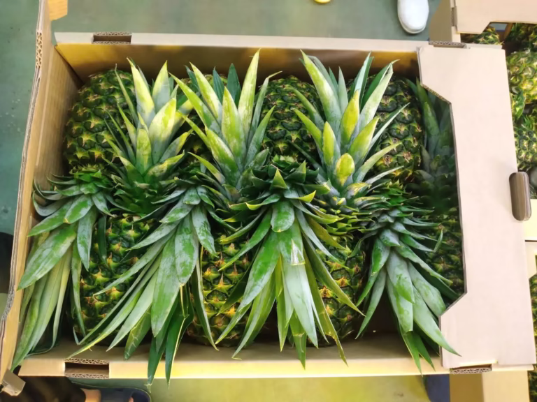 Fresh high-quality MD2 pineapples neatly packed in export boxes, ready for the international supply chain