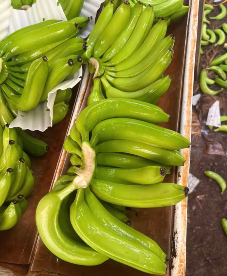 Green Vietnamese bananas harvested fresh, premium export quality from Vietnam