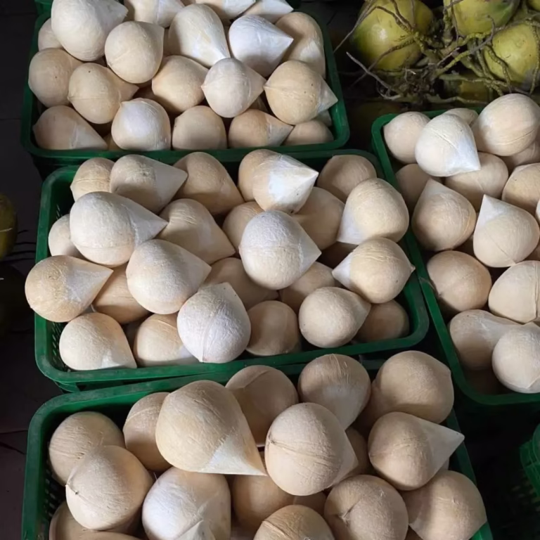 Fresh coconut peeled to white shell, neatly stacked in trays, ready for consumption and export