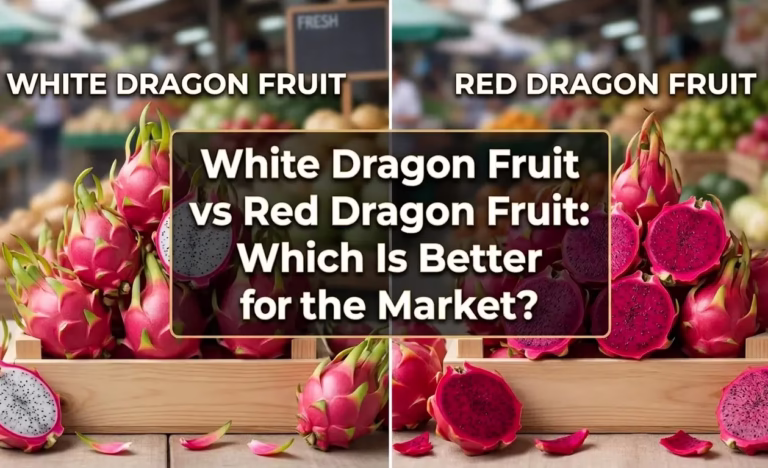 White dragon fruit vs red dragon fruit comparison showing differences in color, nutrition, sweetness and market value