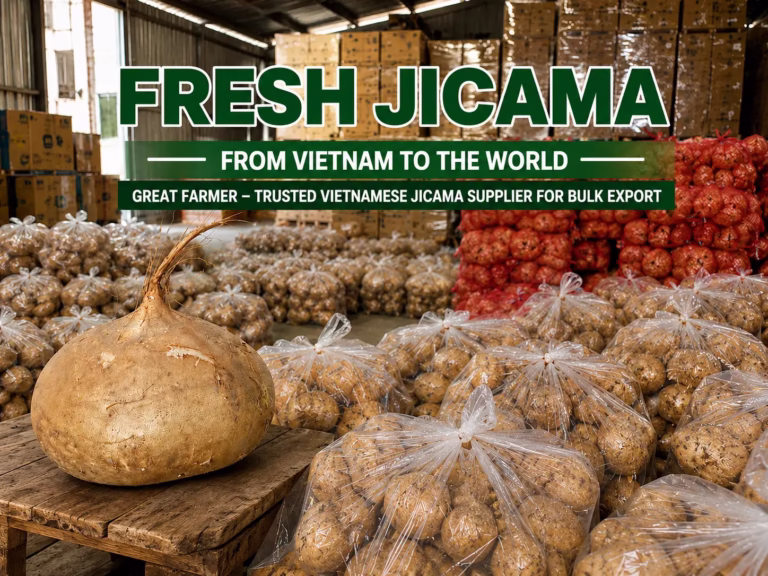 Fresh jicama packed in mesh bags at a Vietnamese export warehouse by Great Farmer, trusted bulk jicama supplier for global markets