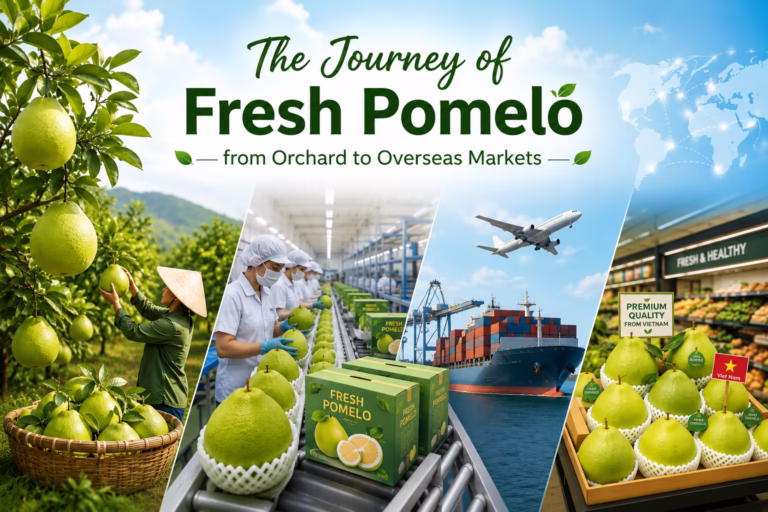The Journey of Fresh Pomelo from Orchard to Overseas Markets – Fresh pomelo export process from Vietnamese orchards to international markets