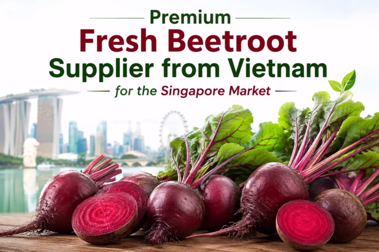 Premium Fresh Beetroot Supplier from Vietnam for the Singapore Market featuring high-quality fresh beetroot for export to Singapore importers.