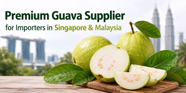 Premium Guava Supplier for Importers in Singapore & Malaysia | Fresh Vietnamese Guava Exporter