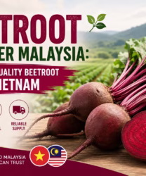 Beetroot Supplier Malaysia sourcing quality beetroot from Vietnam