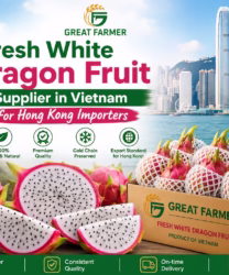 Fresh white dragon fruit supplier in Vietnam for Hong Kong importers