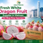 fresh white dragon fruit supplier in vietnam for hong kong importers 90x90