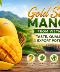 Gold Susu Mango from Vietnam – Taste, Quality & Export Potential