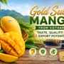 gold susu mango from vietnam taste quality export potential 90x90