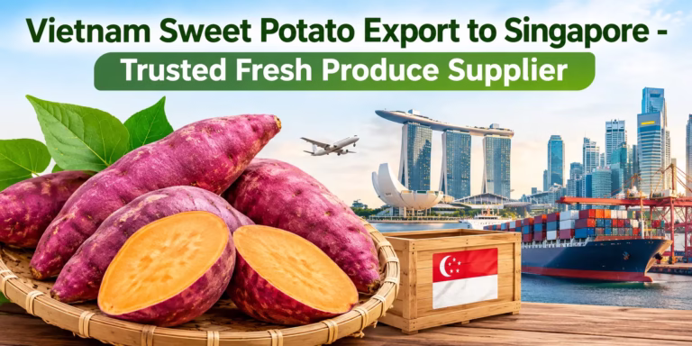 Vietnam Sweet Potato Export to Singapore - Trusted Fresh Produce Supplier with premium Vietnamese sweet potatoes for import