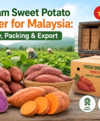 Vietnam sweet potato supplier for Malaysia with quality packing and export services